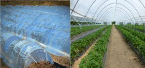 A-2) Greenhouse-pixabay