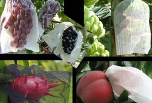 A-3) Fruit Bags on Trees